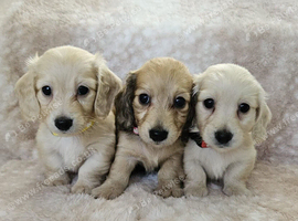 English cream long haired miniatures