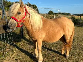 Imphs registered mare