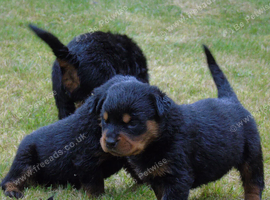 Full German rottweiler