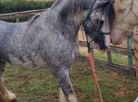 10yo 12hh Blagdon Stallion