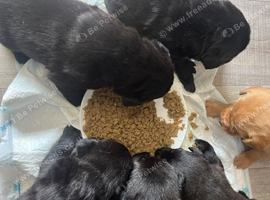 Labrador puppies for sale to leave now.