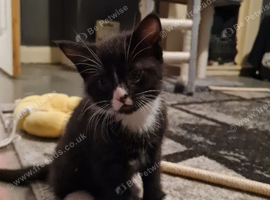 Female kitten 7w