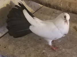 English garden fantail pigeons