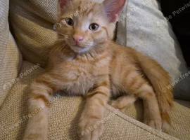 Male 10 week old ginger kitten