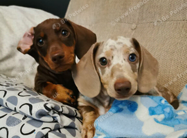 2 STUNNING BOYS READY TO LEAVE NOW