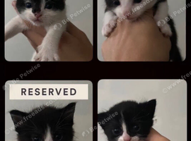 4 Kittens