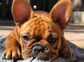 French bulldog