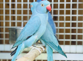 Ring neck parrot