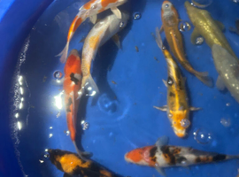 Japaneses koi for sale ,easy pod several pumps , kockney koi multi bay and other filters
