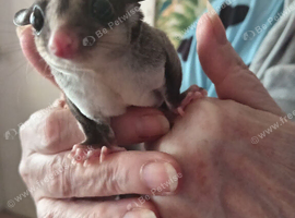 Pair of sugar gliders (ad 2)
