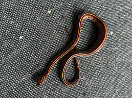 Corn Snake Hatchlings for Sale &ndash; &pound;40 Each