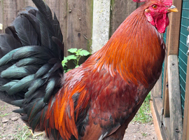 Stunning Large Fowl Cockerel for Sale