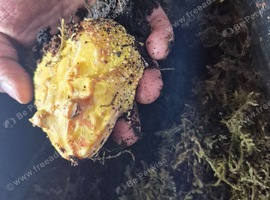 Albino pacman frog