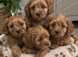 ️STUNNING RUBY F1 CAVAPOO PUPPIES READY NOW️
