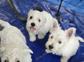 Three west highland terrier Puppy's