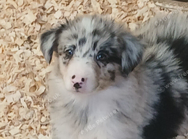 Blue and Tri Blue Merle