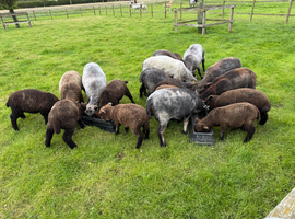 Coloured Ryeland Lambs.