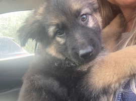 8 weeks old