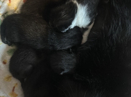 2 black male kittens, 1 black and white female ready to go