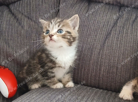 Beautiful cross kittens