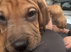 Shar Pei x Staff x Working Cocker Spaniel Puppy &ndash; &pound;700