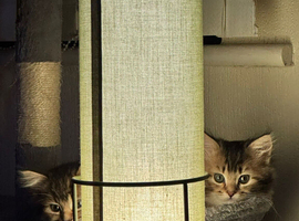 Fluffy kittens