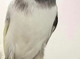 2025 Persian male canary