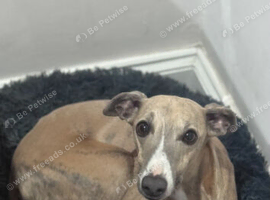 Whippet puppys