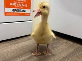 Indian runner ducklings