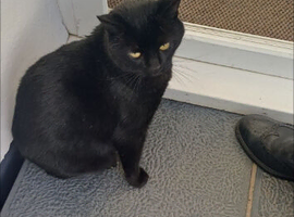 A friendly black male cat
