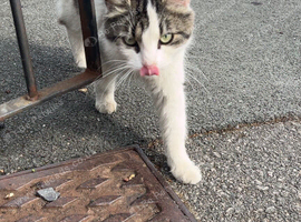 Adult cat