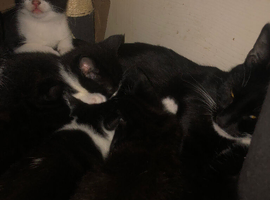 Kittens
