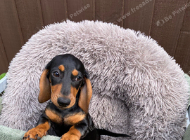 Black and Tan miniature dachshund