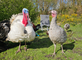 Slate x black turkey hatching eggs x6