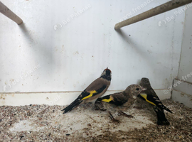 7 goldfinch 2026