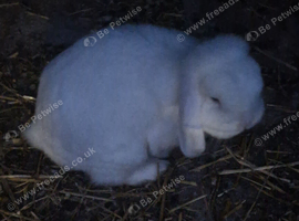 Mini lop