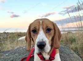 Beaglier puppies 3 LEFT