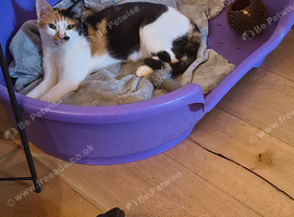 Calico female 3yrs