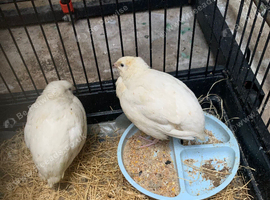 male and female quails pair