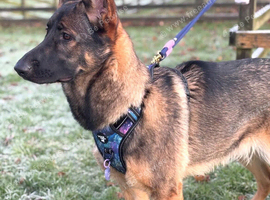 Looking for a German shepherd stud