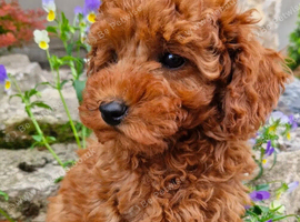 Red Toy Poodle Boy