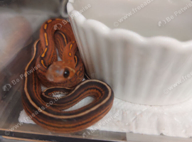 Cb26 baby corn snakes for sale