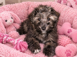 Girl morkie