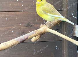 2026 young cocks availble