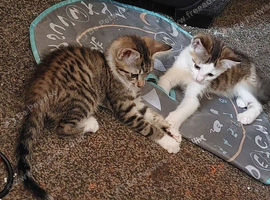 2 Male Kittens, dark tabby/longhair ginger mixes
