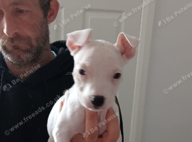 3 female Puppies for sale