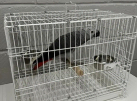 Parrot-Supplies Medium Folding Parrot Travel Cage - White