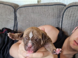 Staffy bulldog cross