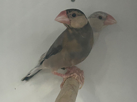 Fawn Young Java Finches