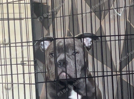 Boy